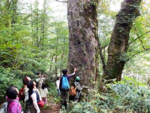 Wälder der Welt: Japan