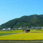 Landwirtschaft auf der Insel Shikoku